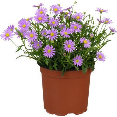 Брахикома, Гор10,5 М в интернет гипермаркете «Планета Лета». Фото