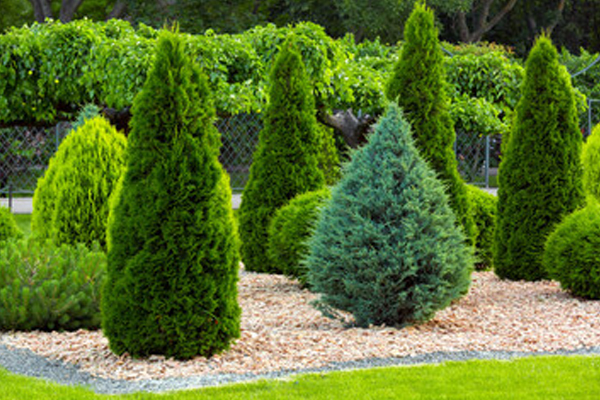 Новое поступление хвойных растений Новое поступление хвойных растений