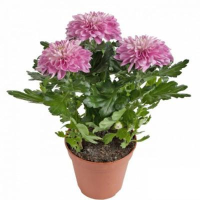 Хризантема, Гор12 М в интернет гипермаркете «Планета Лета». Фото