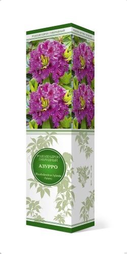 Рододендрон гибридный Азурро/ЦКор в интернет гипермаркете «Планета Лета». Фото