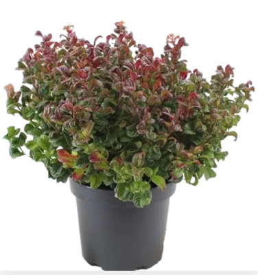 Леукотоэ Curly Red, Гор23, Выс50 в интернет гипермаркете «Планета Лета». Фото