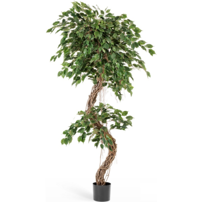Фикус Бенжамина Коркскрю 210 см 10.31407N в интернет гипермаркете «Планета Лета». Фото