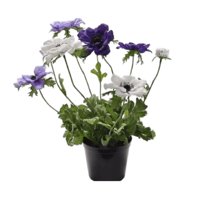 Анемона микс, Гор9, Выс10 в интернет гипермаркете «Планета Лета». Фото