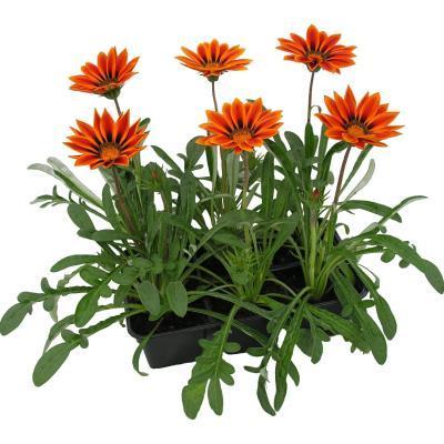 Гацания, клаета (1*6) М в интернет гипермаркете «Планета Лета». Фото