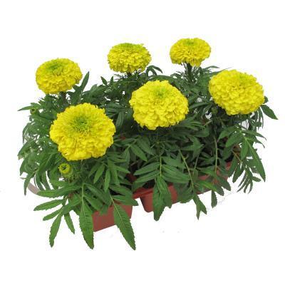 Тагетес прямост. клаета (1*6) М в интернет гипермаркете «Планета Лета». Фото