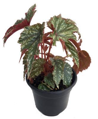 Бегония клаета (1*6) М в интернет гипермаркете «Планета Лета». Фото