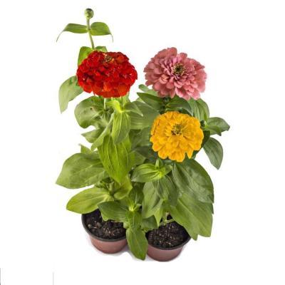 Цинния, Гор7 М в интернет гипермаркете «Планета Лета». Фото