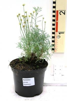 Сантолина, Гор9 М в интернет гипермаркете «Планета Лета». Фото