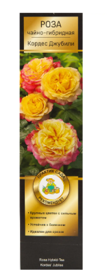 Роза чайно-гибридная Кордес Джубили  в коробке Кут в интернет гипермаркете «Планета Лета». Фото