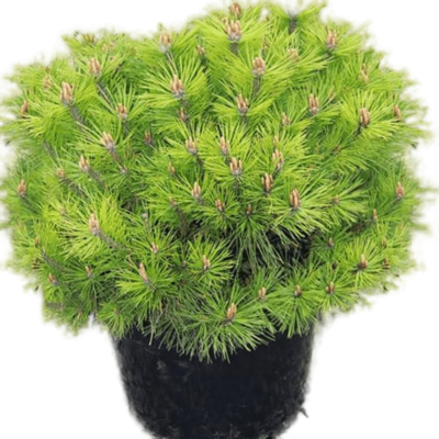 Сосна черная Bambino, Гор25, Выс20 в интернет гипермаркете «Планета Лета». Фото