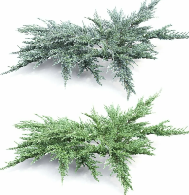 Можжевел.средн.Даубс Фростед, Гор23, Выс30 ЕП в интернет гипермаркете «Планета Лета». Фото