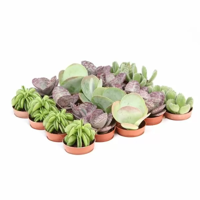 Суккуленты Mix, Гор8 М в интернет гипермаркете «Планета Лета». Фото