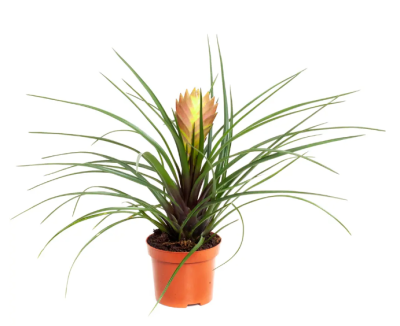 Тилландсия Cyanea, Гор9, Выс22 в интернет гипермаркете «Планета Лета». Фото