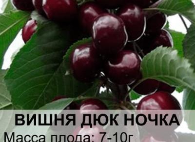 Вишня Дюк Ночка 2-летка С4 Выс140 в интернет гипермаркете «Планета Лета». Фото