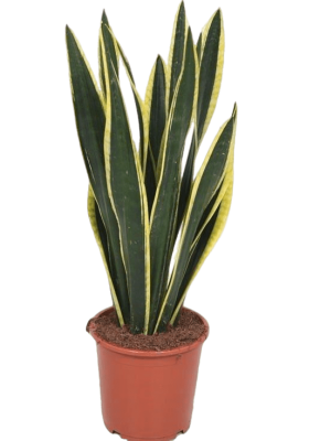 Сансевиерия Black Gold, Гор9, Выс35 в интернет гипермаркете «Планета Лета». Фото