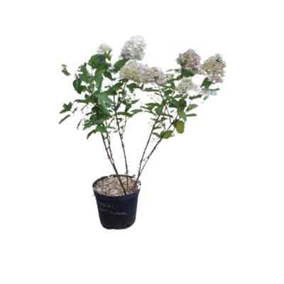 Гортензия метельчатая Саммер Лав (туба) в интернет гипермаркете «Планета Лета». Фото