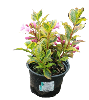 Вейгела Nana Variegata, Гор19 М в интернет гипермаркете «Планета Лета». Фото