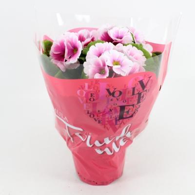 Примула Obconica Touch Me Mix, Гор13, Выс30 в интернет гипермаркете «Планета Лета». Фото