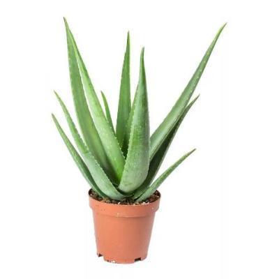 Алоэ Vera, Гор11, Выс40 в интернет гипермаркете «Планета Лета». Фото