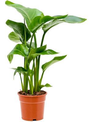 Стрелиция Nicolai, Гор22, Выс130 в интернет гипермаркете «Планета Лета». Фото