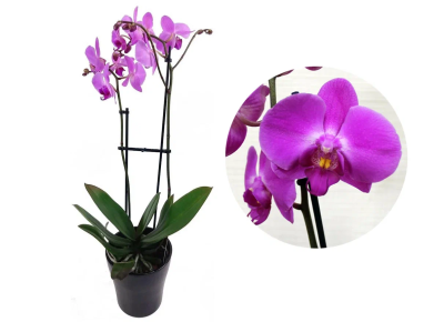 Фаленопсис 2 pp Lilac, Гор12, Выс70 в интернет гипермаркете «Планета Лета». Фото