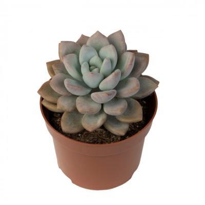 Пахиверия Opalina, Гор11 М в интернет гипермаркете «Планета Лета». Фото