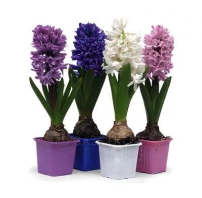 Гиацинт Mix, Гор14, Выс20 в интернет гипермаркете «Планета Лета». Фото