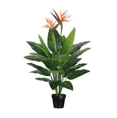 Стрелиция Reginae, Гор40, Выс125 в интернет гипермаркете «Планета Лета». Фото