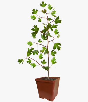 Боярышник обыкновенный Пауль Скарлет, С7,5 П в интернет гипермаркете «Планета Лета». Фото