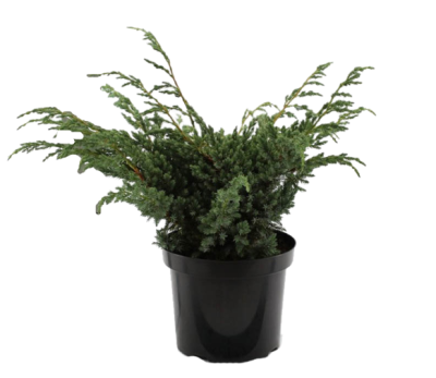 Можжевел.чешуйч.Meyeri, Гор21, Выс30 в интернет гипермаркете «Планета Лета». Фото