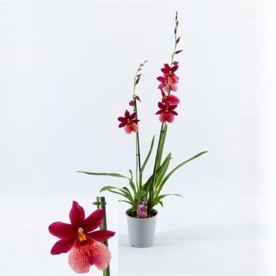 Орхидея Burrageara, Гор12, Выс60 в интернет гипермаркете «Планета Лета». Фото