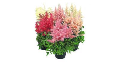 Астильба микс, Гор23, Выс60 в интернет гипермаркете «Планета Лета». Фото