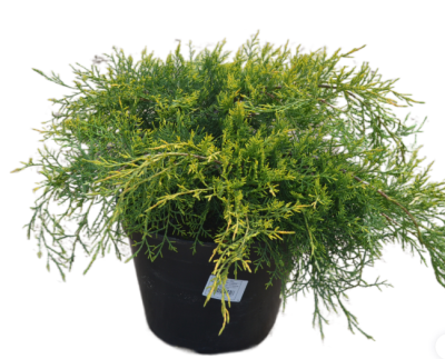 Можжевел.обыкн.Aurea, Гор17, Выс25 в интернет гипермаркете «Планета Лета». Фото