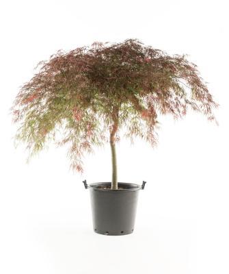 Клен пальм.Disectum Virdis штамб, Гор60, Выс120 И в интернет гипермаркете «Планета Лета». Фото