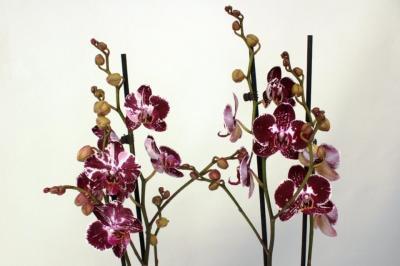 Фаленопсис 2 pp Multiflora Mutant пахнущий, Гор12, Выс50 в интернет гипермаркете «Планета Лета». Фото