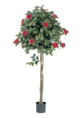 Камелия на штамбе темно-роз 130 см 10.39304RS в интернет гипермаркете «Планета Лета». Фото