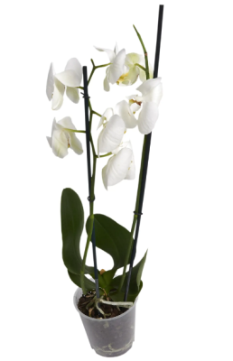 Фаленопсис 2 pp Buttercup, Гор12, Выс40 в интернет гипермаркете «Планета Лета». Фото