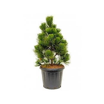 Сосна белокорая Malinki, Гор31, Выс60 в интернет гипермаркете «Планета Лета». Фото