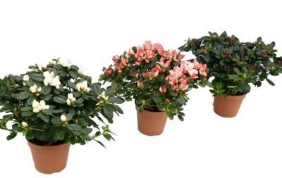 Рододендрон Mix, Гор13, Выс30 в интернет гипермаркете «Планета Лета». Фото