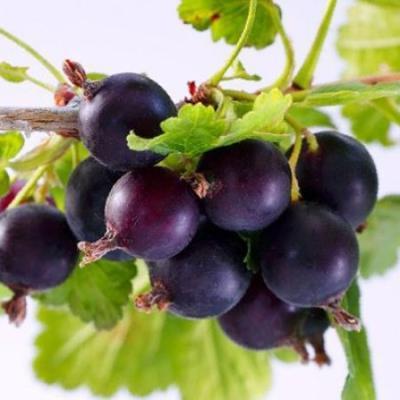 Йошта 7Ц в интернет гипермаркете «Планета Лета». Фото