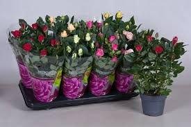 Роза Patio Mix, Гор13, Выс40 Уценка!!! в интернет гипермаркете «Планета Лета». Фото