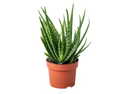 Алоэ Vera, Гор6, Выс15 в интернет гипермаркете «Планета Лета». Фото