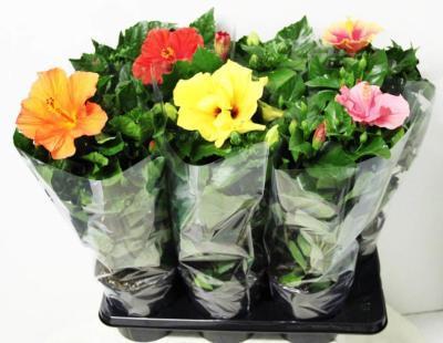 Гибискус Mix, Гор21, Выс50 в интернет гипермаркете «Планета Лета». Фото