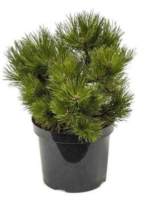 Сосна, Гор12, Выс25 в интернет гипермаркете «Планета Лета». Фото