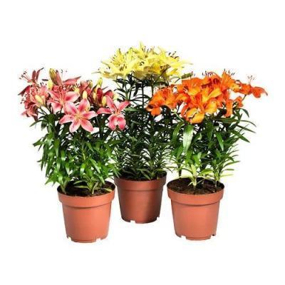 Лилия, Гор19, Выс60 в интернет гипермаркете «Планета Лета». Фото