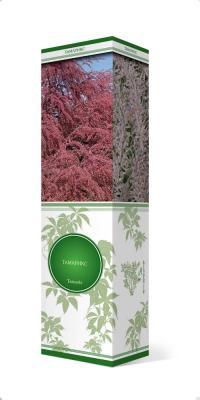 Тамарикс пятитычинковый Рубра/ЦКор в интернет гипермаркете «Планета Лета». Фото