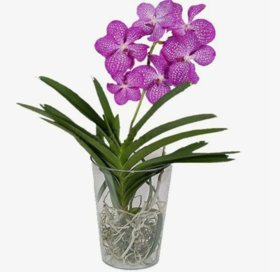 Орхидея Vanda, Гор15, Выс60 в интернет гипермаркете «Планета Лета». Фото