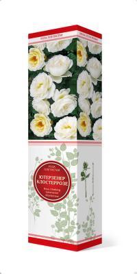 Роза плетистая Амадеус х Ютерсен Клостеррозе/Дм П в интернет гипермаркете «Планета Лета». Фото