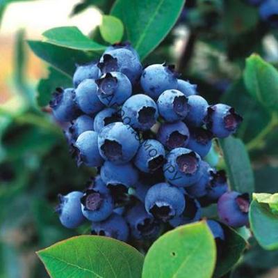 Голубика высокорослая Блюджей П в интернет гипермаркете «Планета Лета». Фото