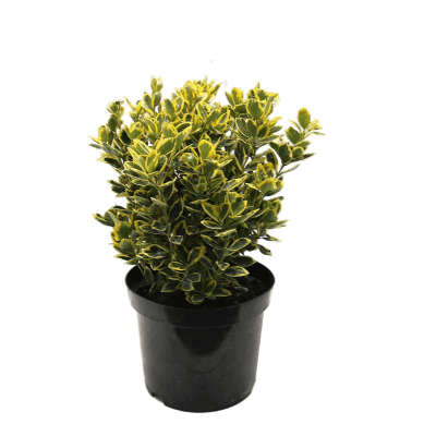 Бересклет япон.Happiness, Гор17, Выс15 в интернет гипермаркете «Планета Лета». Фото